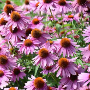 Echinacea (Cone Flower)